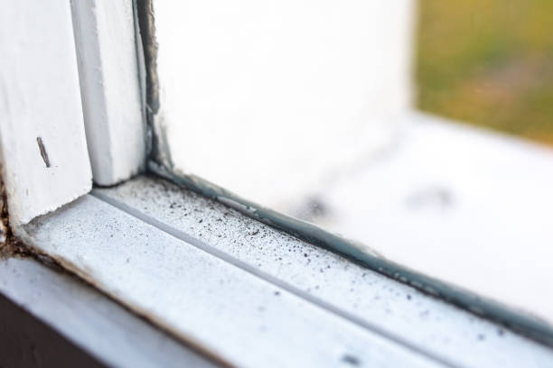 Best Mold Damage Restoration  in Soperton, GA