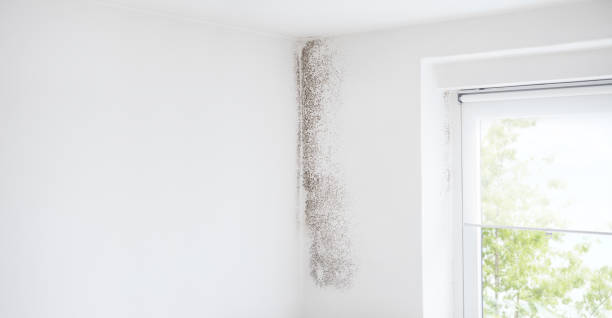 Soperton, GA Mold Removal Company
