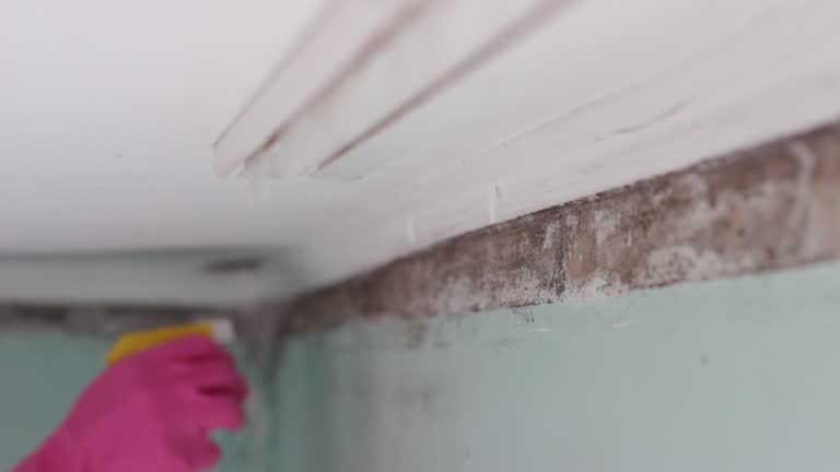Mold Documentation for Insurance Claims in Soperton, GA